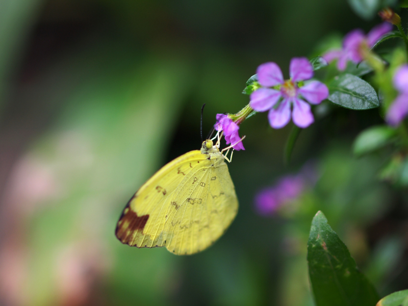 f:id:OKP:20130324152544j:plain