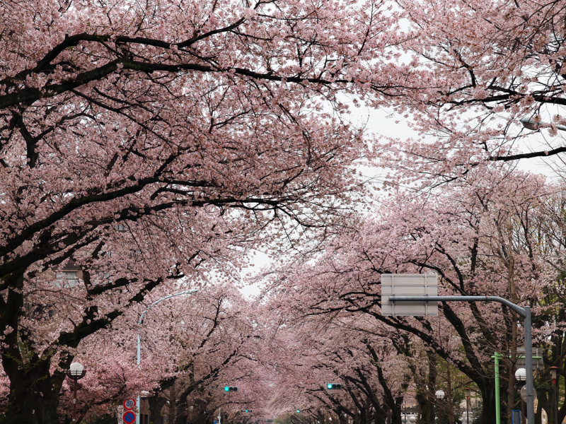 f:id:OKP:20130331110634j:plain