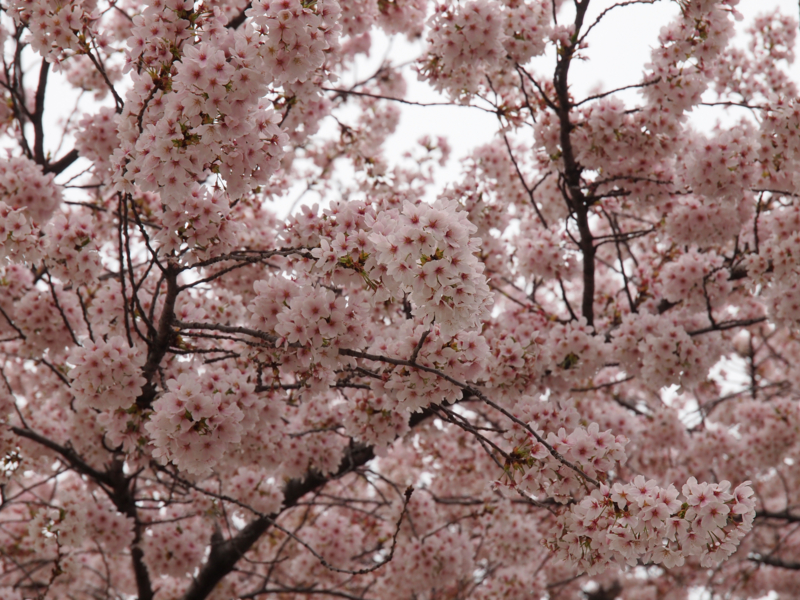 f:id:OKP:20130331110658j:plain