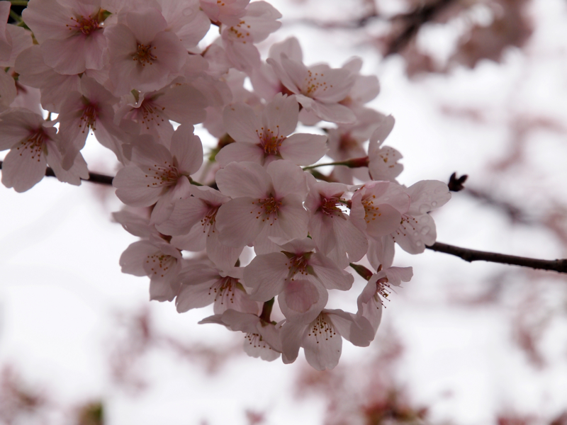 f:id:OKP:20130331111249j:plain