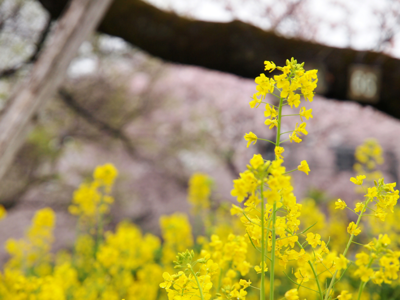 f:id:OKP:20130331111950j:plain