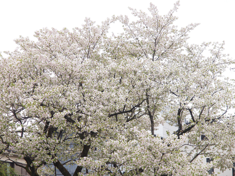 f:id:OKP:20130331112629j:plain