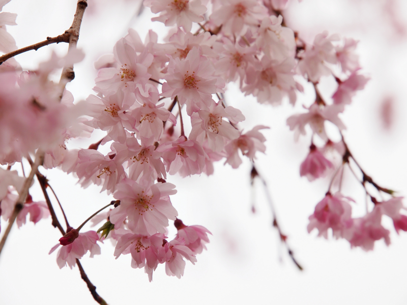 f:id:OKP:20130331140318j:plain