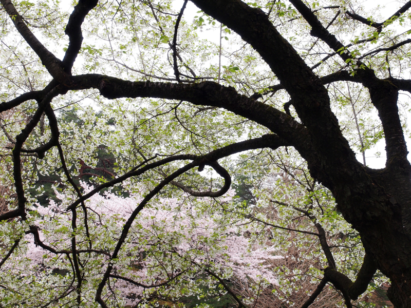 f:id:OKP:20130331140804j:plain