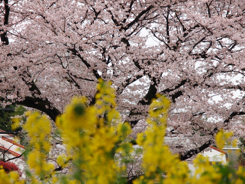 f:id:OKP:20130331142444j:plain
