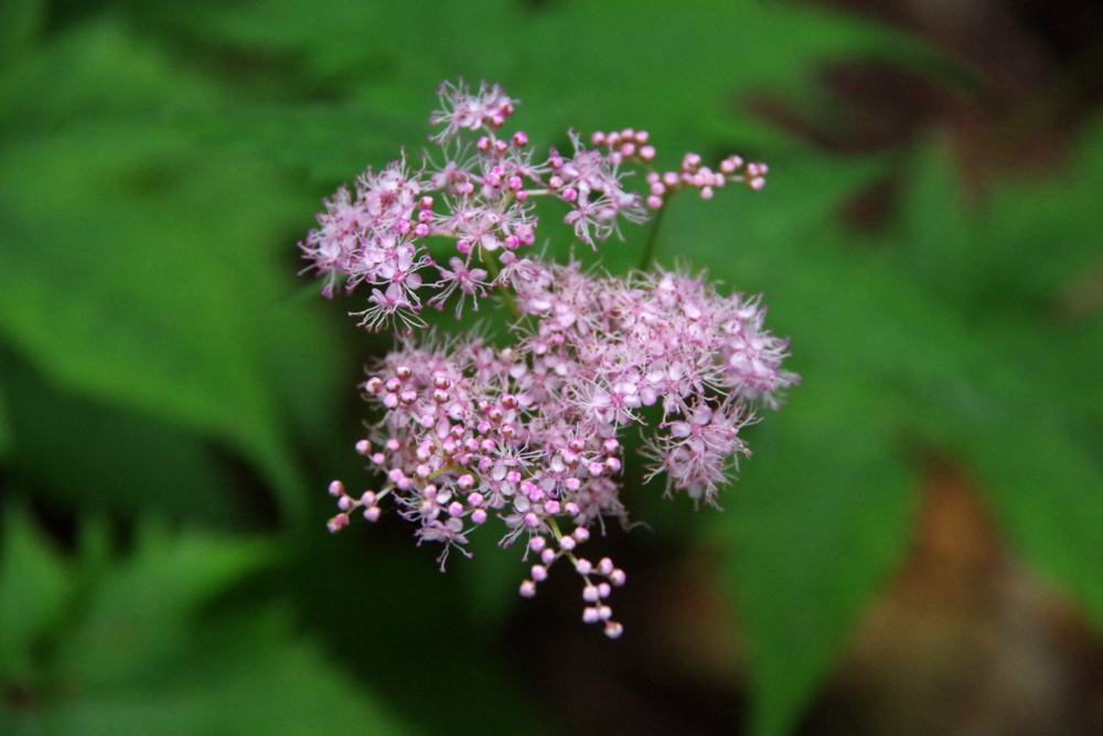 f:id:OKP:20130731000435j:plain