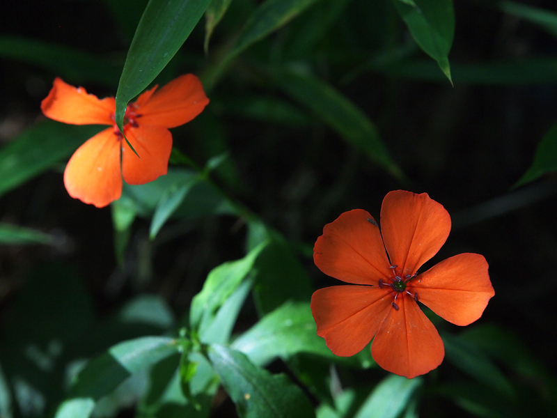 f:id:OKP:20130903235016j:plain