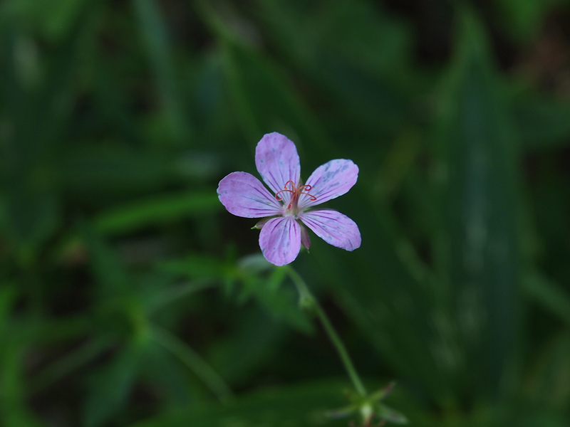 f:id:OKP:20130903235017j:plain