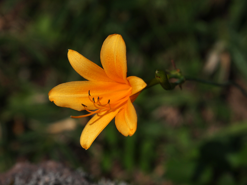 f:id:OKP:20130903235018j:plain
