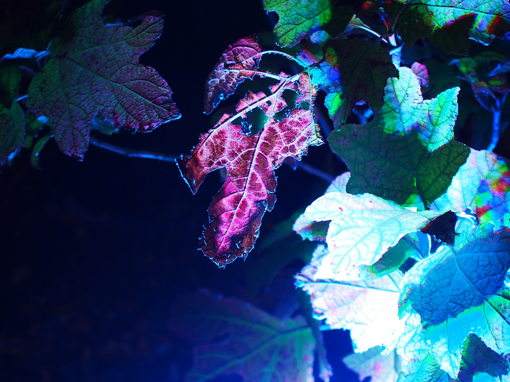 f:id:OKP:20131202114942j:plain