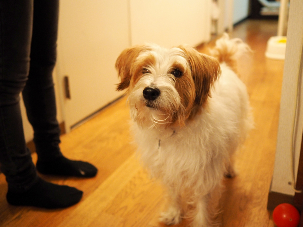 f:id:OKP:20131223222245j:plain