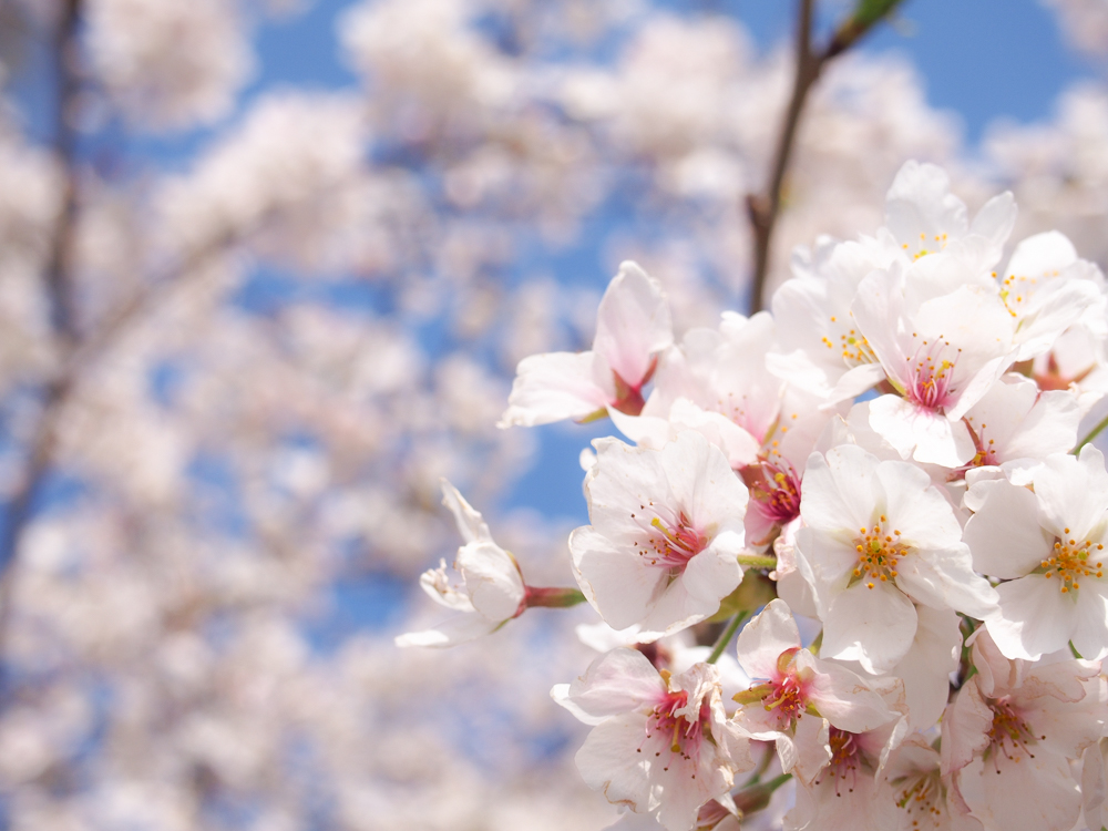 f:id:OKP:20150324114540j:plain