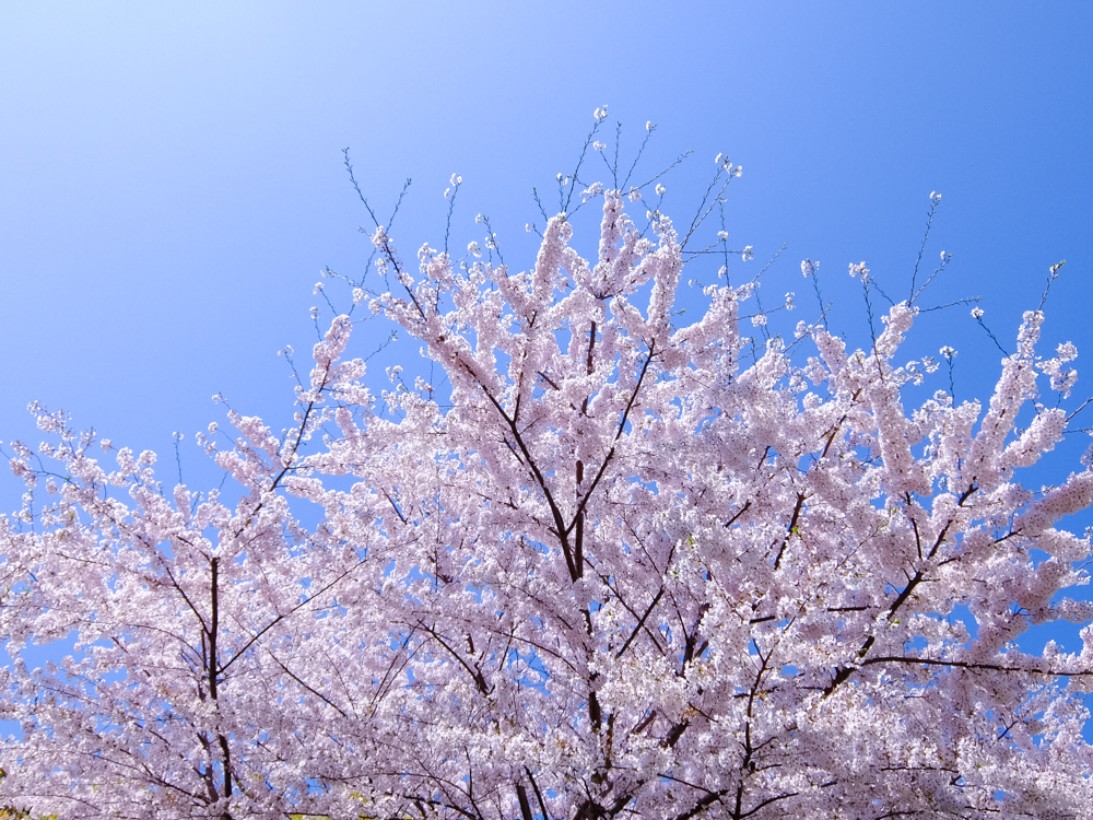 f:id:OKP:20150402231630j:plain