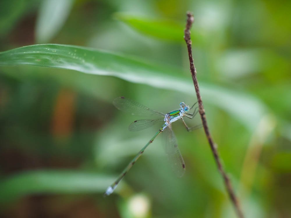 f:id:OKP:20150728162845j:plain