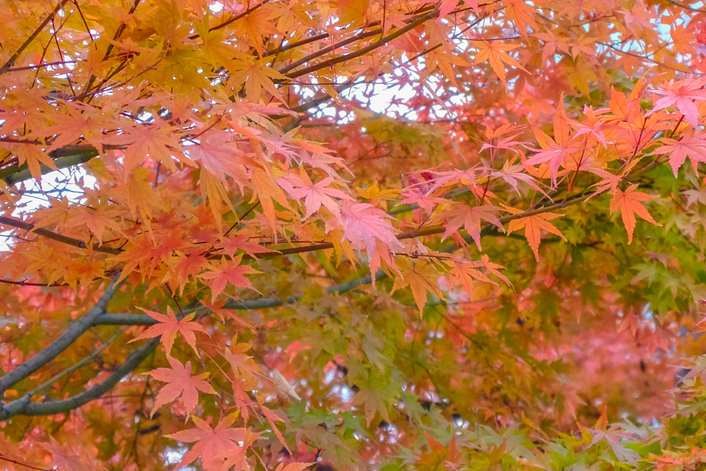 f:id:OKP:20151207201348j:plain