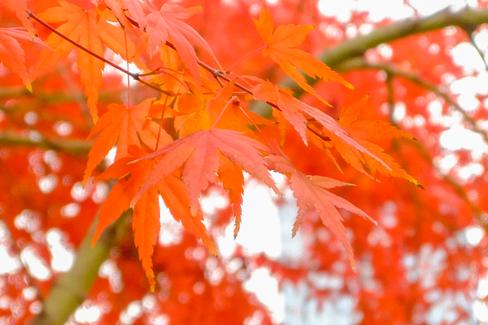 f:id:OKP:20151207201349j:plain
