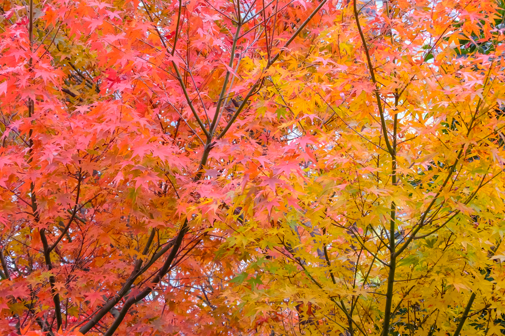 f:id:OKP:20151207201350j:plain