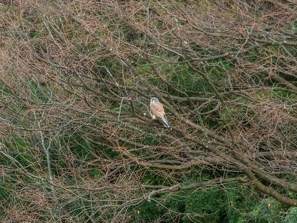 f:id:OKP:20160205184737j:plain