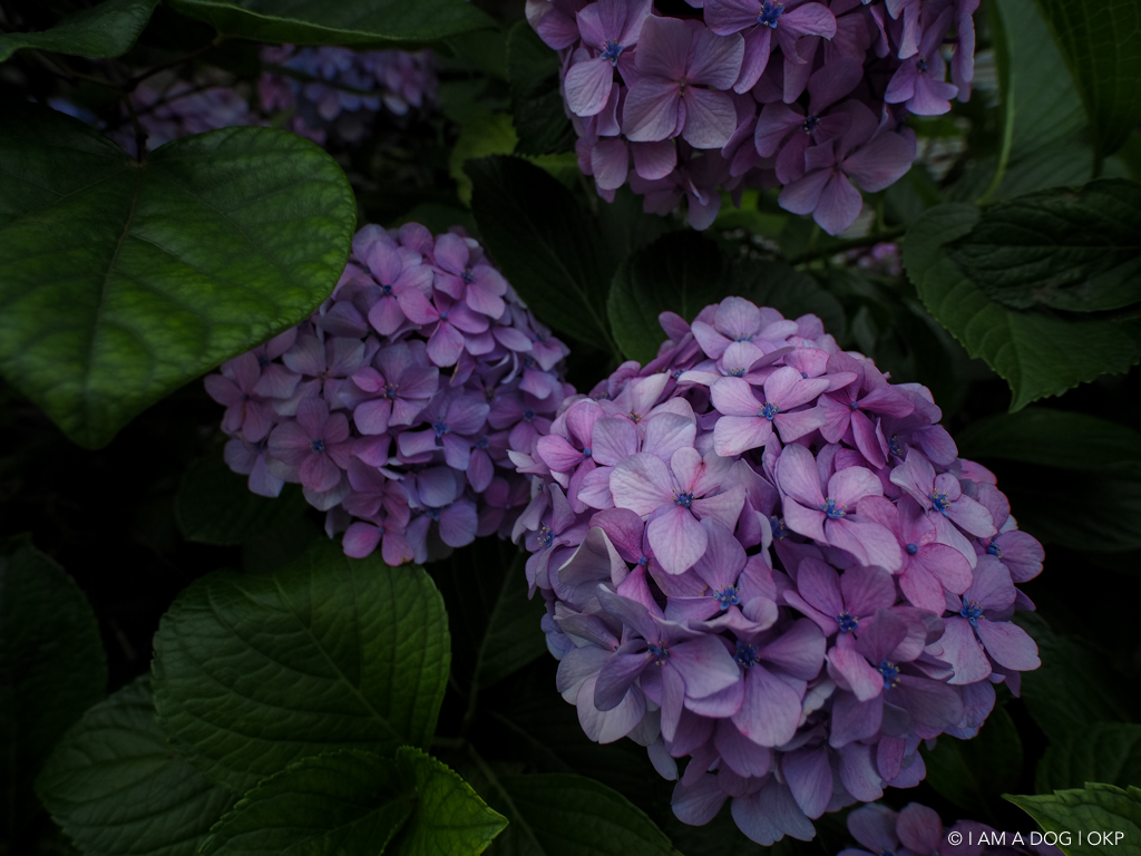 f:id:OKP:20160628143046j:plain f:id:OKP:20160628143046j:plain