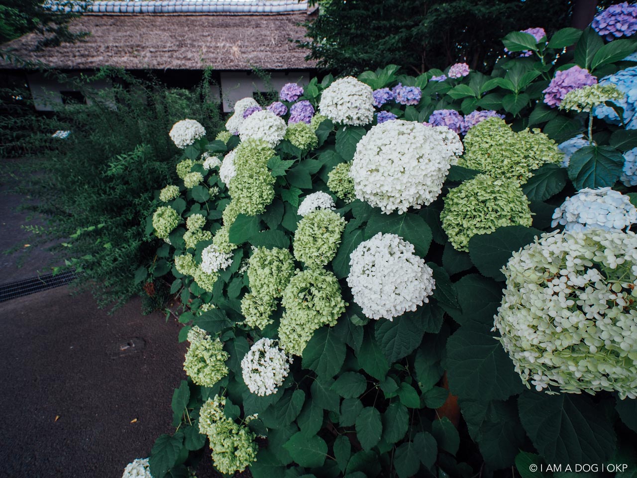 f:id:OKP:20160704220213j:plain