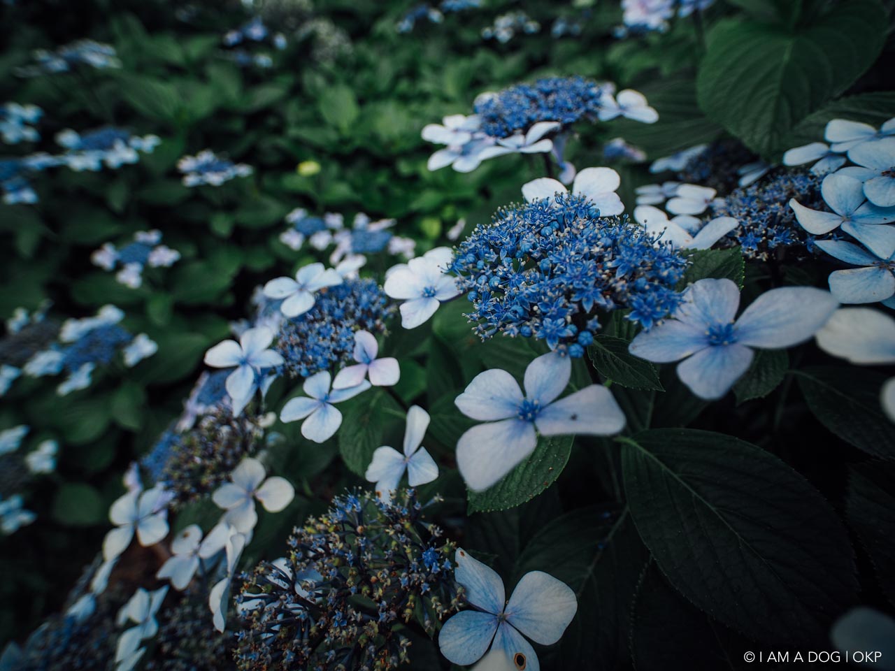 f:id:OKP:20160704220215j:plain