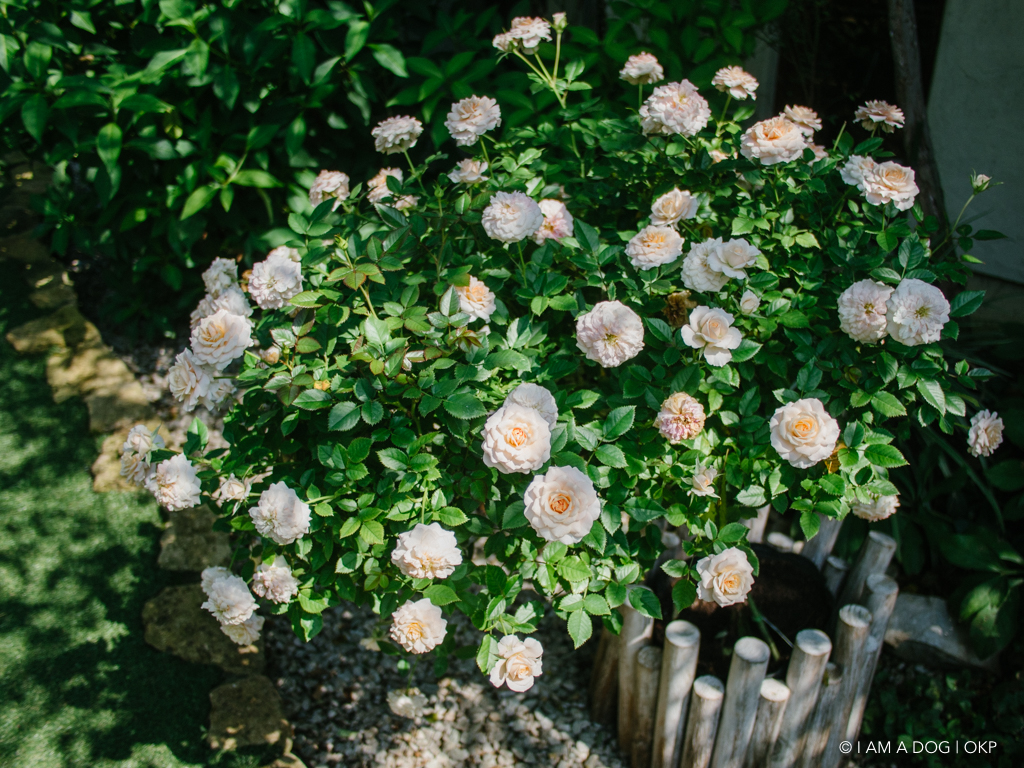 f:id:OKP:20161003161158j:plain