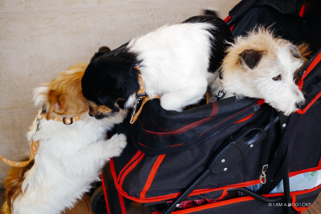 f:id:OKP:20170210232721j:plain