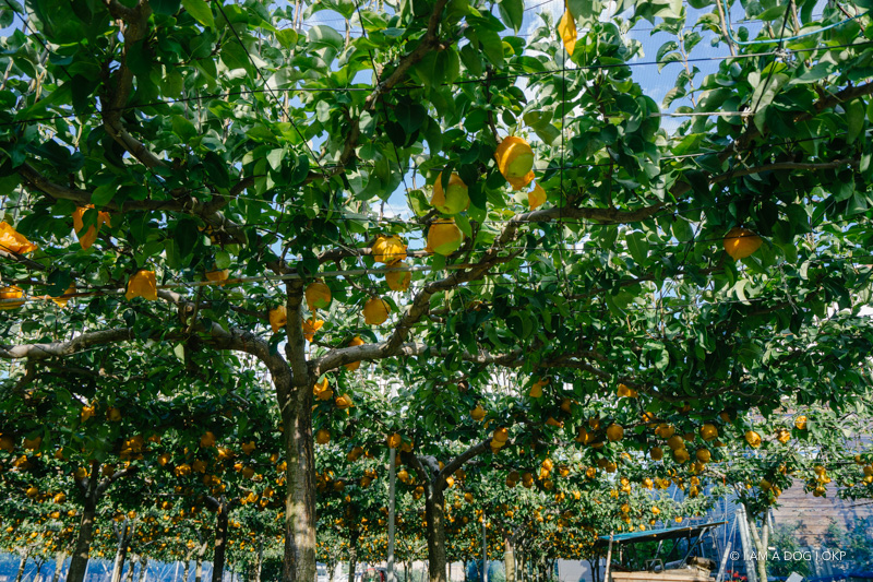 f:id:OKP:20170919114332j:plain