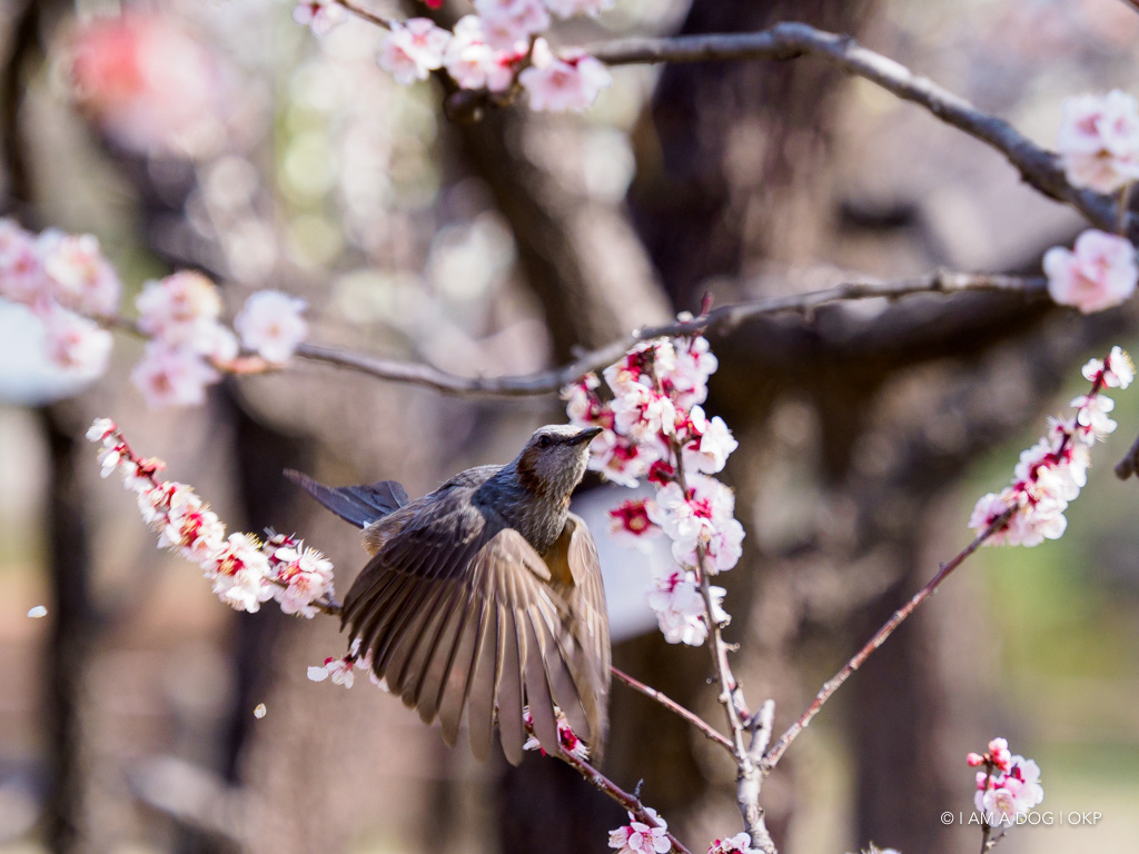 f:id:OKP:20180314093511j:plain