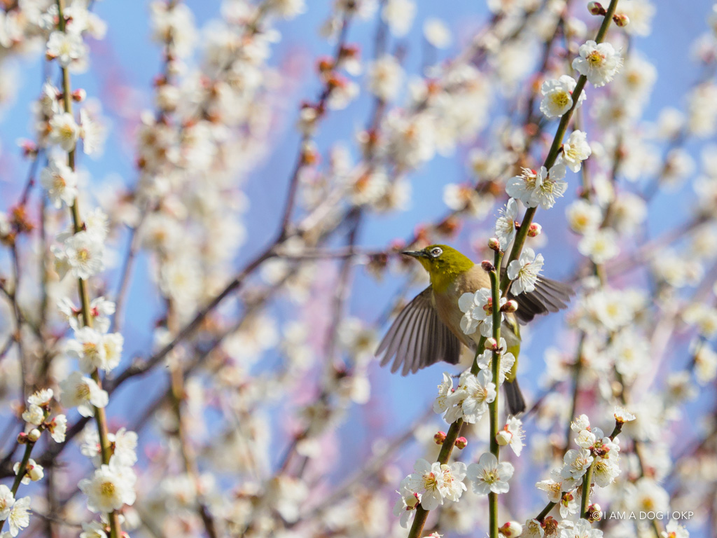 f:id:OKP:20180314093512j:plain