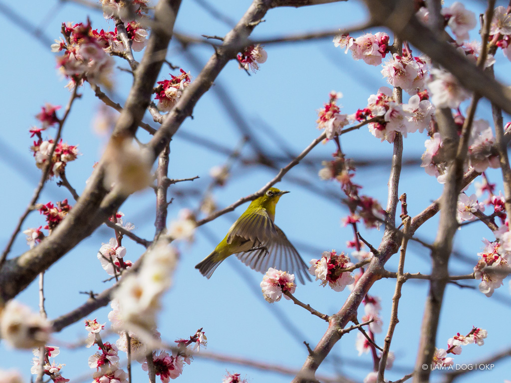 f:id:OKP:20180314093513j:plain