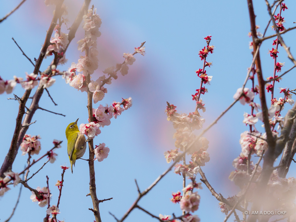 f:id:OKP:20180314093514j:plain