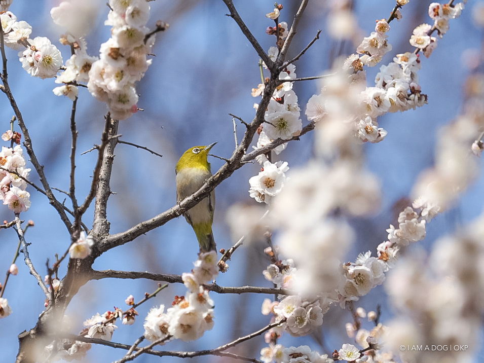 f:id:OKP:20180314093515j:plain