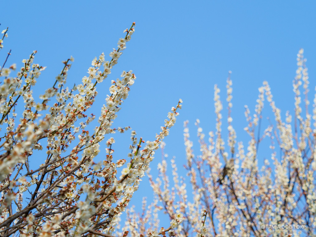 f:id:OKP:20180314093521j:plain