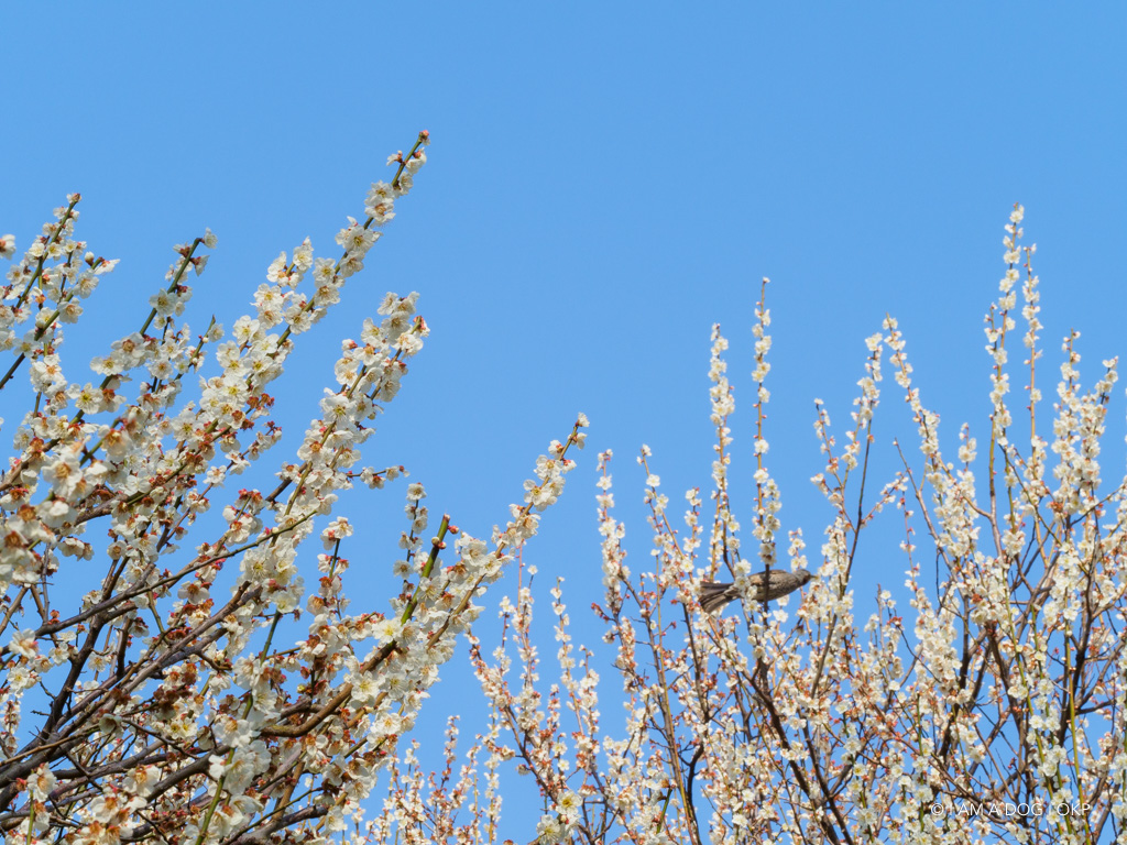 f:id:OKP:20180314093522j:plain