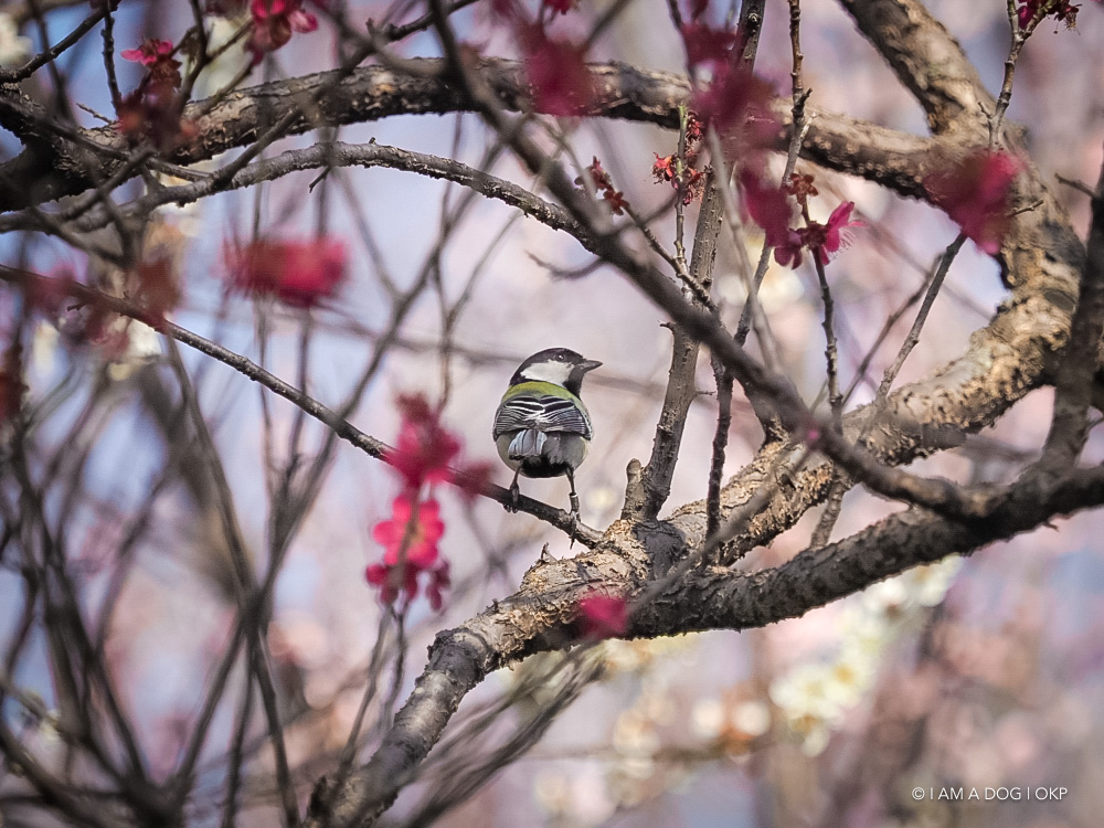 f:id:OKP:20180314093524j:plain