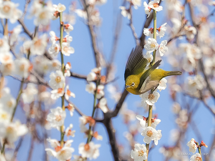 f:id:OKP:20180314093530j:plain