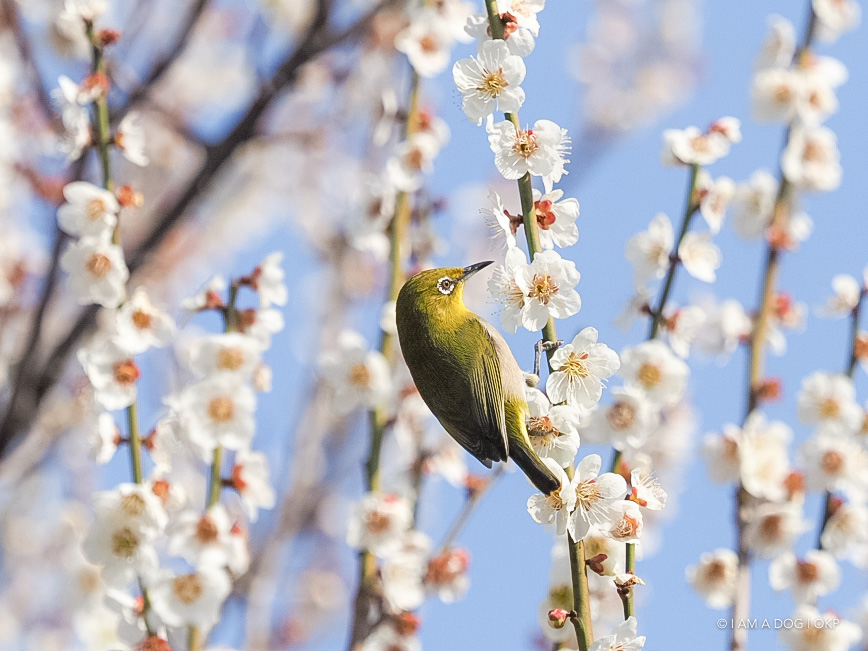 f:id:OKP:20180314093531j:plain