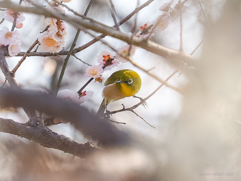 f:id:OKP:20180314093532j:plain