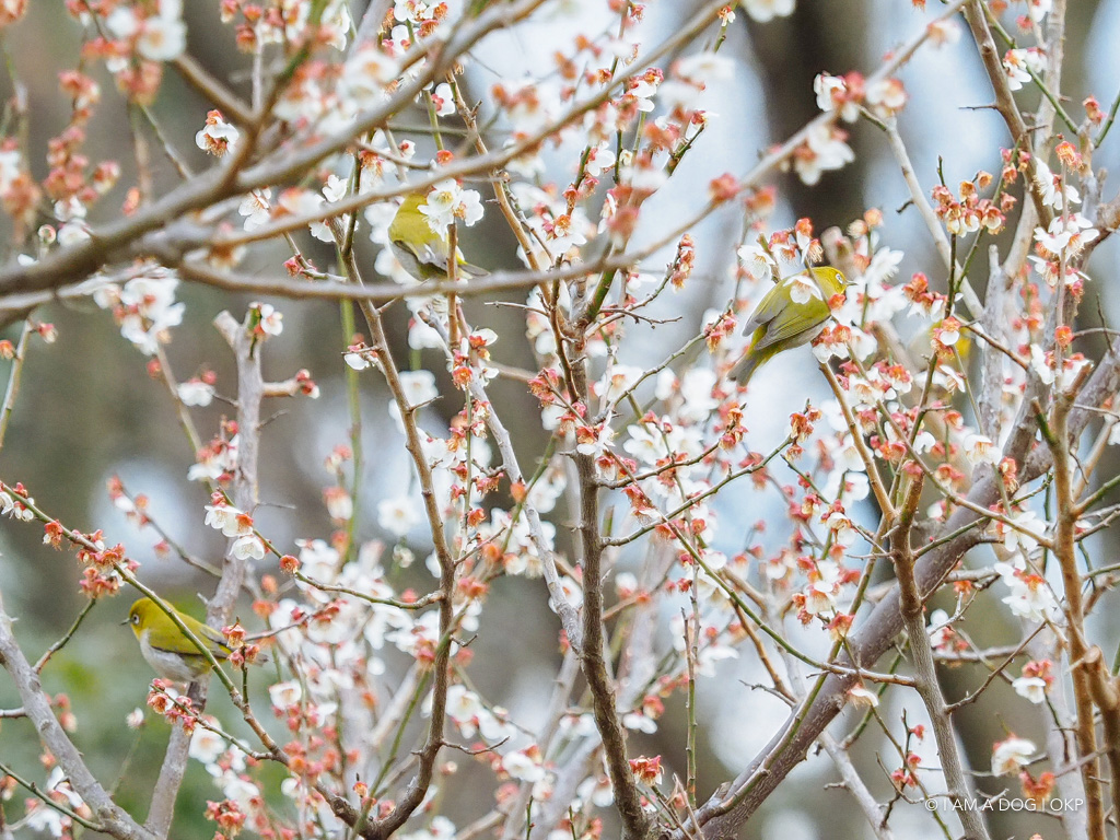 f:id:OKP:20180314095328j:plain