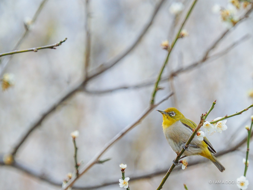 f:id:OKP:20180314100841j:plain