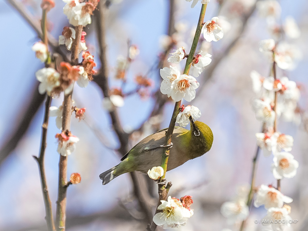 f:id:OKP:20180314101915j:plain