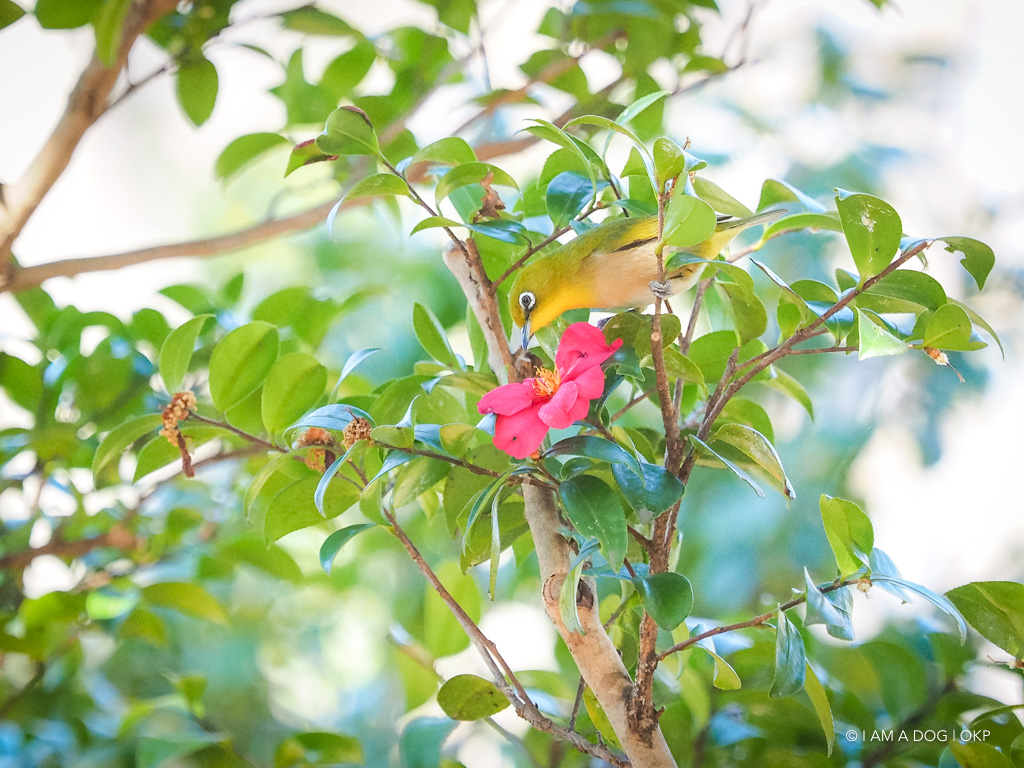 f:id:OKP:20180314103814j:plain