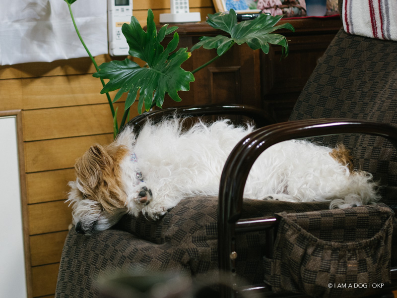 f:id:OKP:20180403153805j:plain