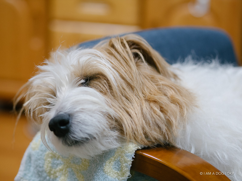 f:id:OKP:20180403153807j:plain