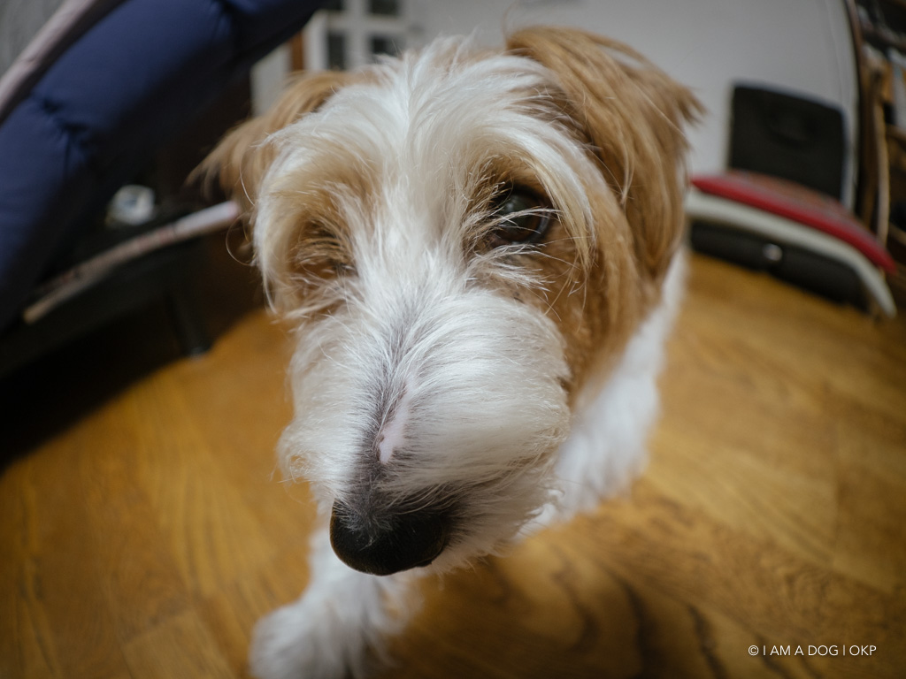 f:id:OKP:20180910170612j:plain