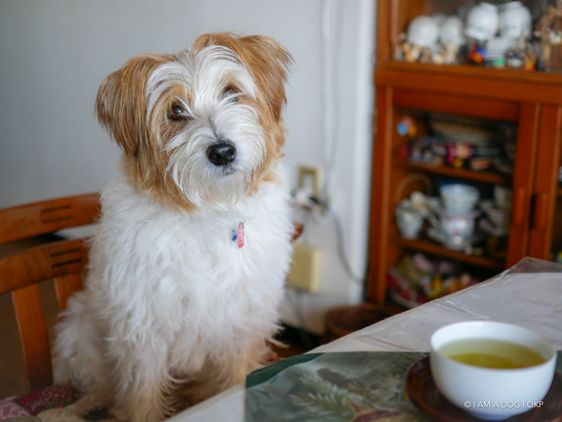 f:id:OKP:20181228225100j:plain