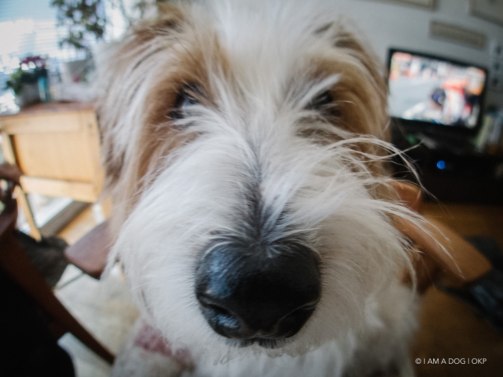 f:id:OKP:20190108133403j:plain