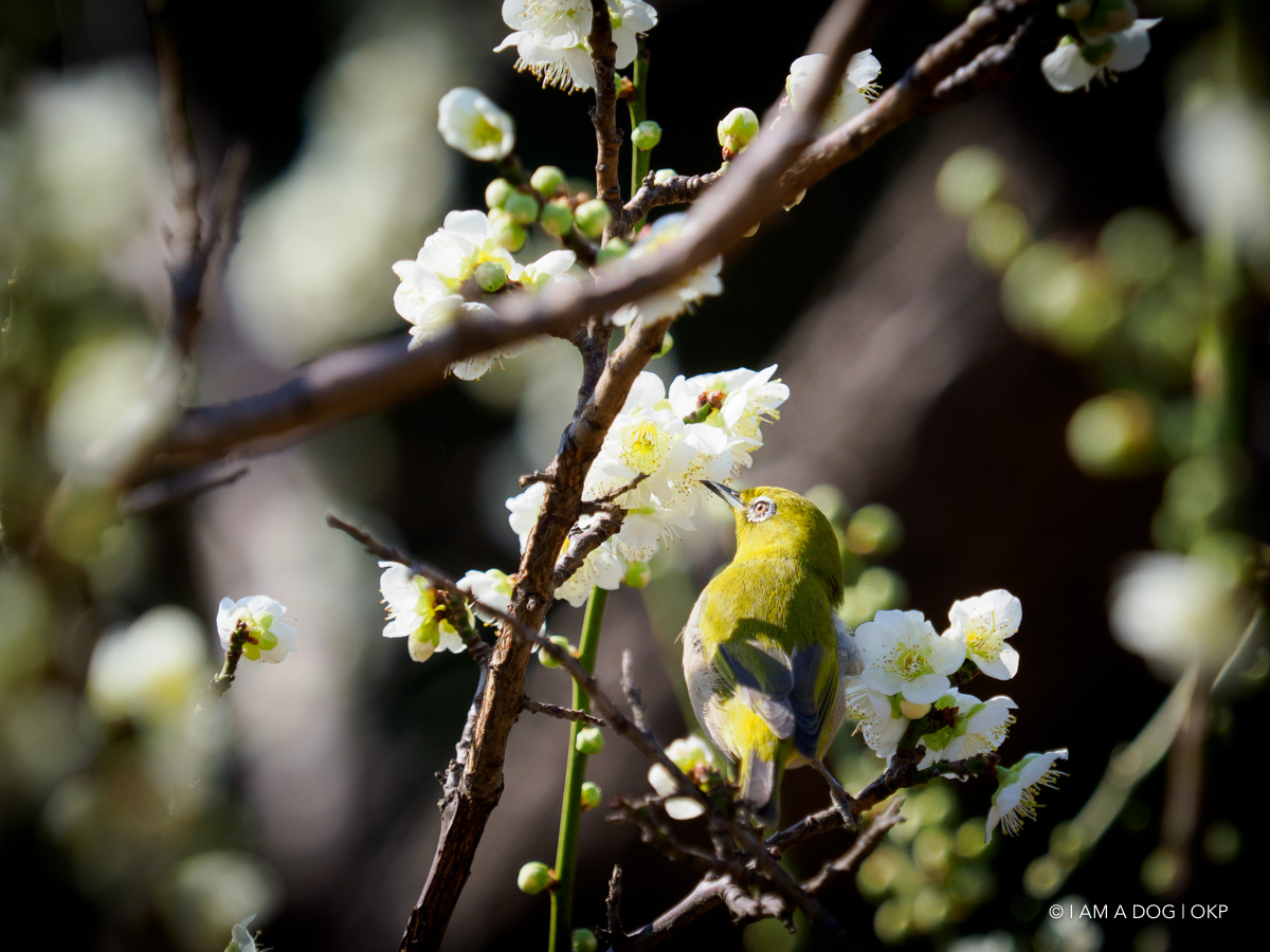 f:id:OKP:20190304122756j:plain