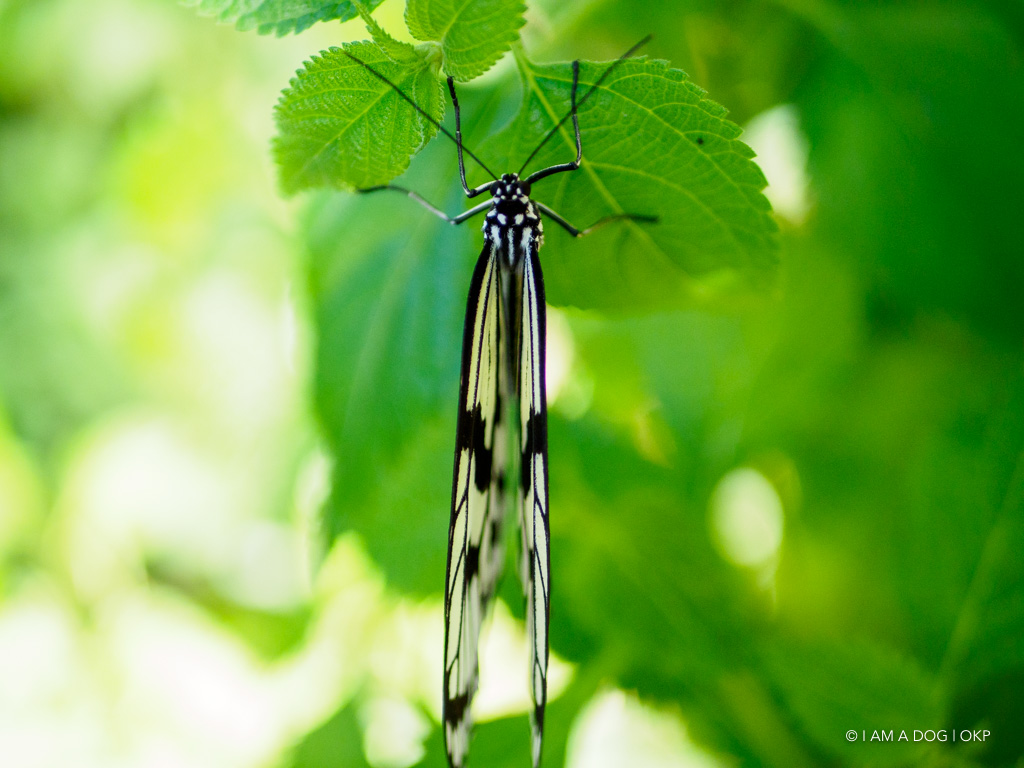 f:id:OKP:20190314142718j:plain
